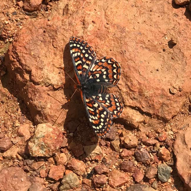 Biological Surveys & Resource Monitoring: Quino checkerspot butterfly