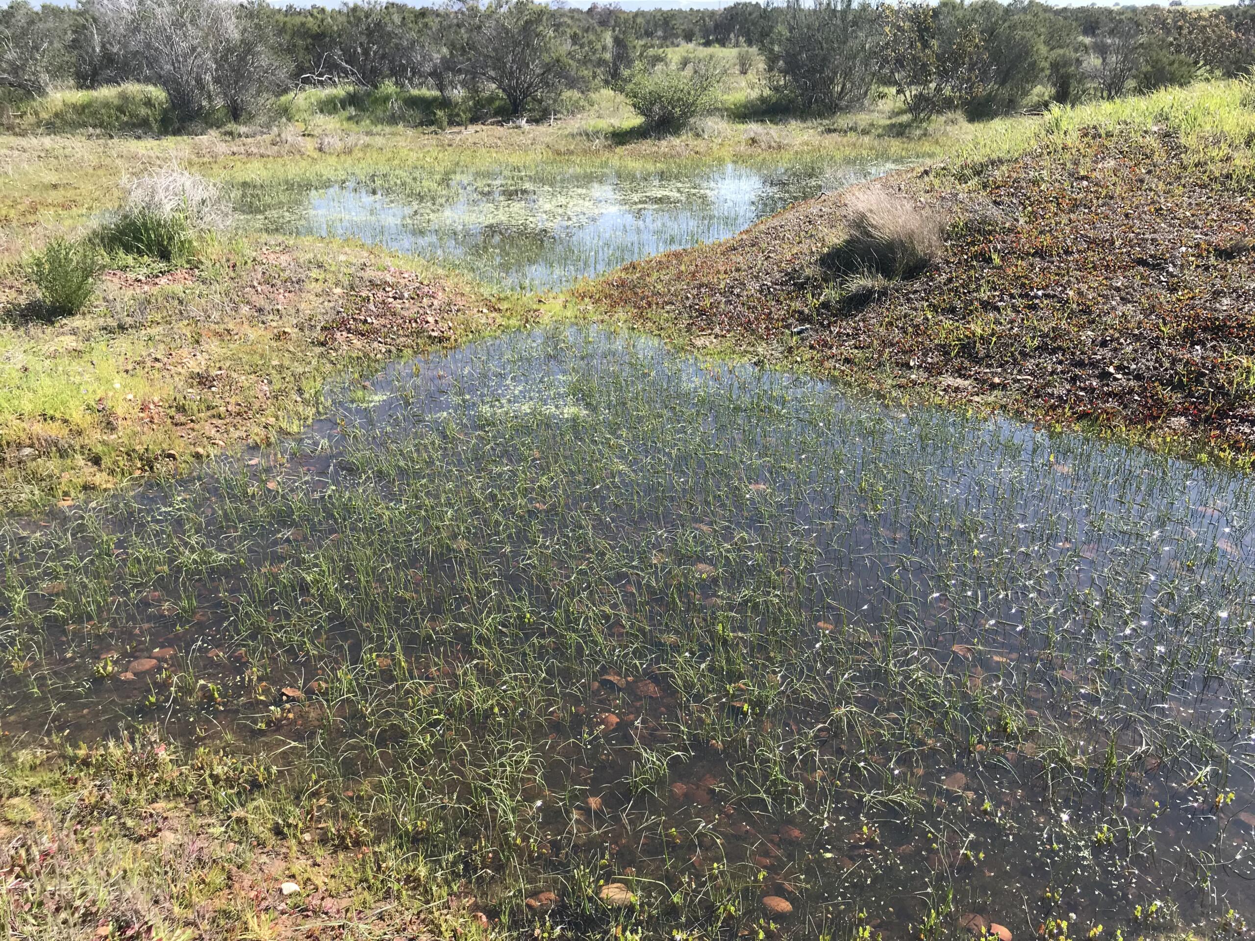 Miramar vernal pools 1