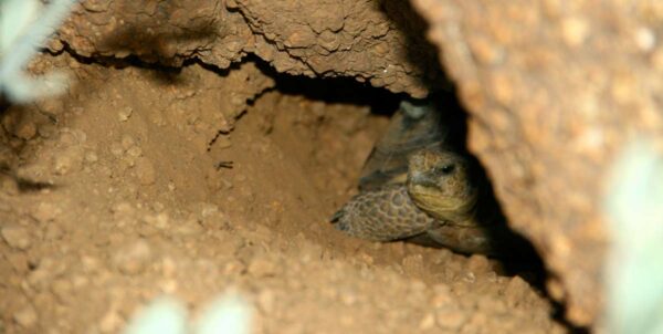 Sonoran-Desert-fall-2012-desert-tortoise