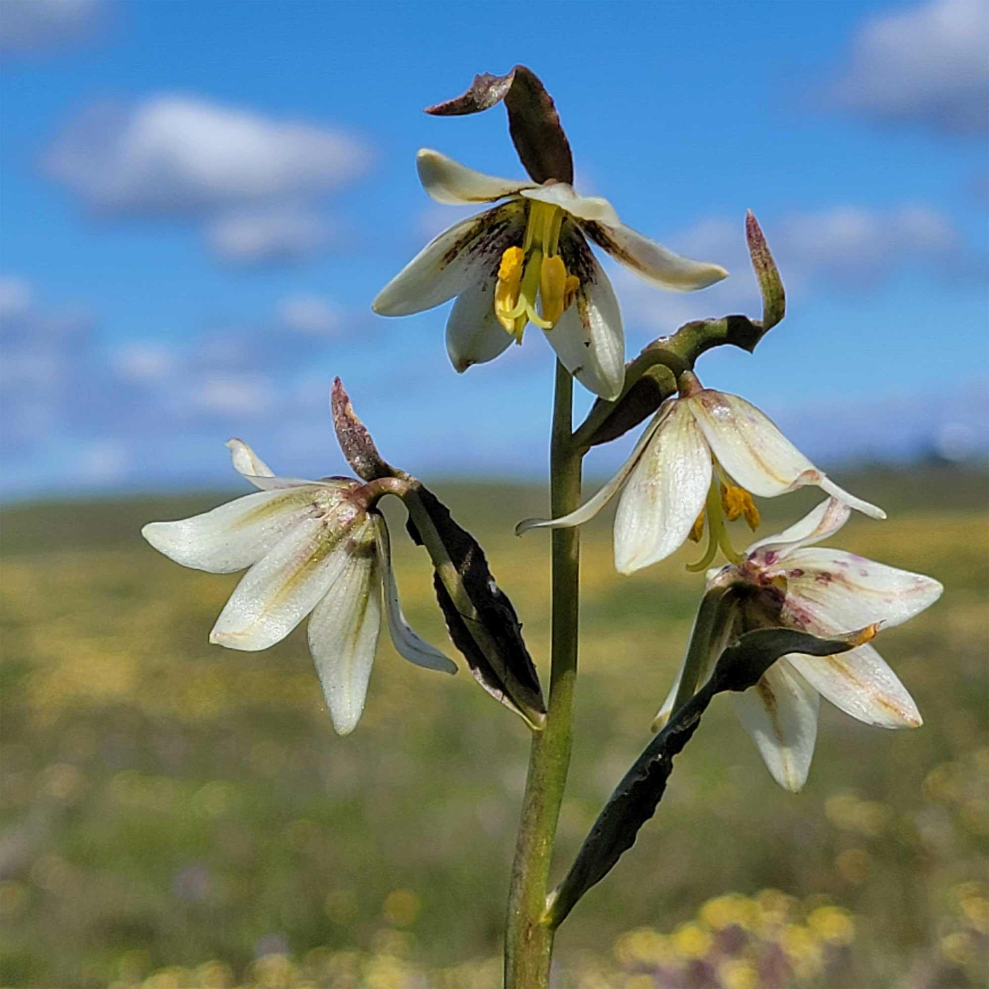 values Biological Surveys & Resource Monitoring