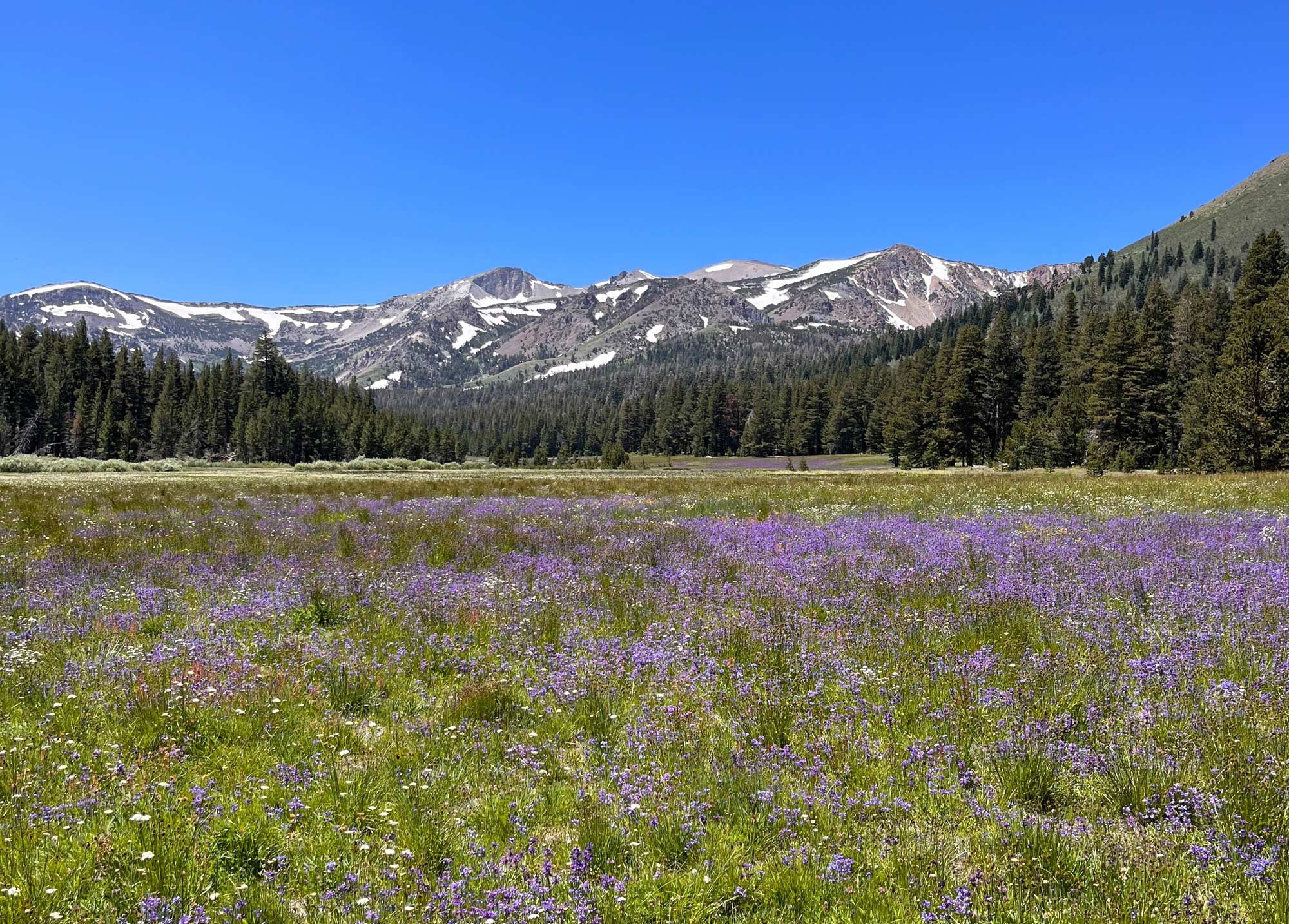 Biological Surveys & Resource Monitoring