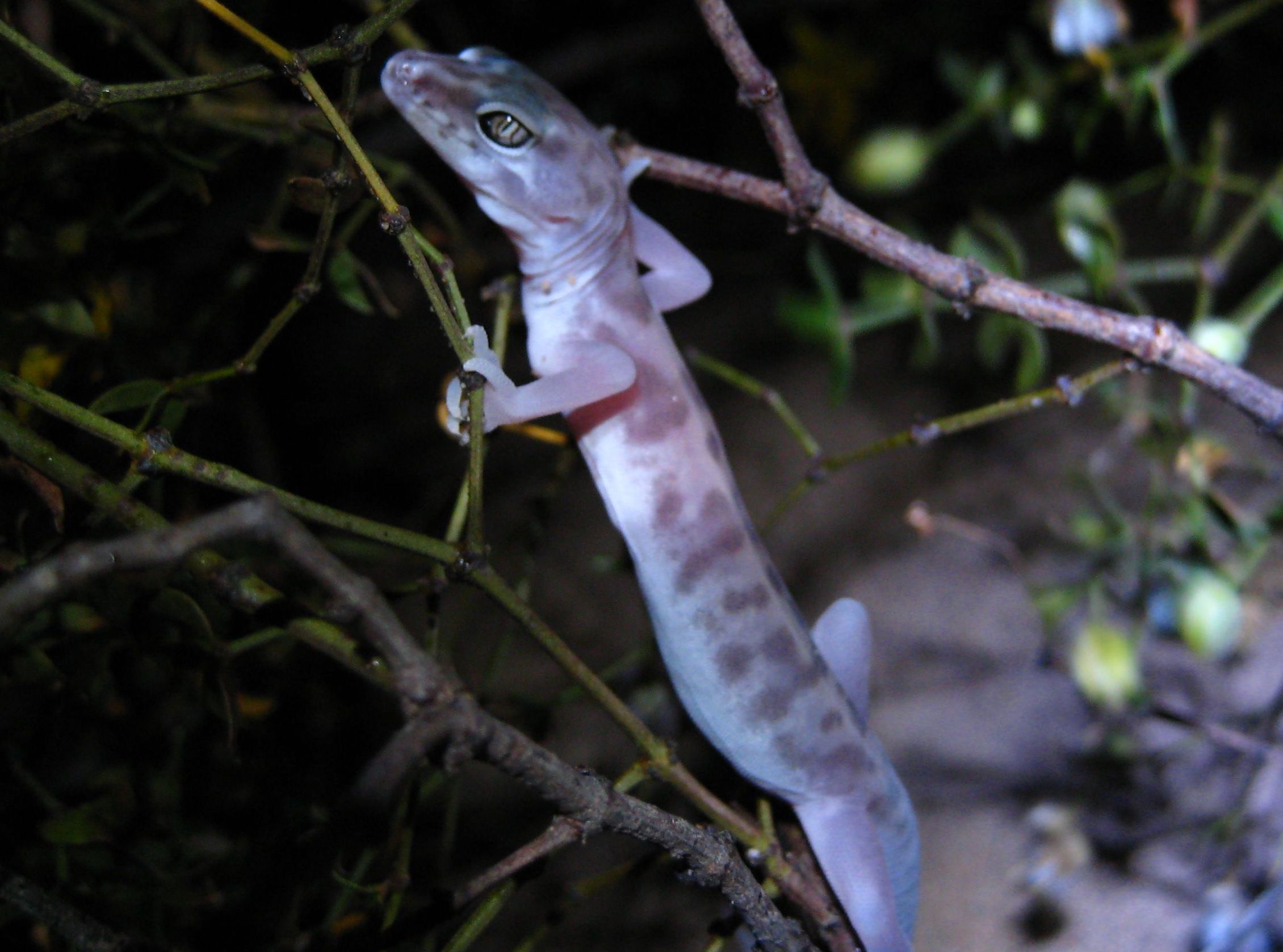 Biological Surveys & Resource Monitoring