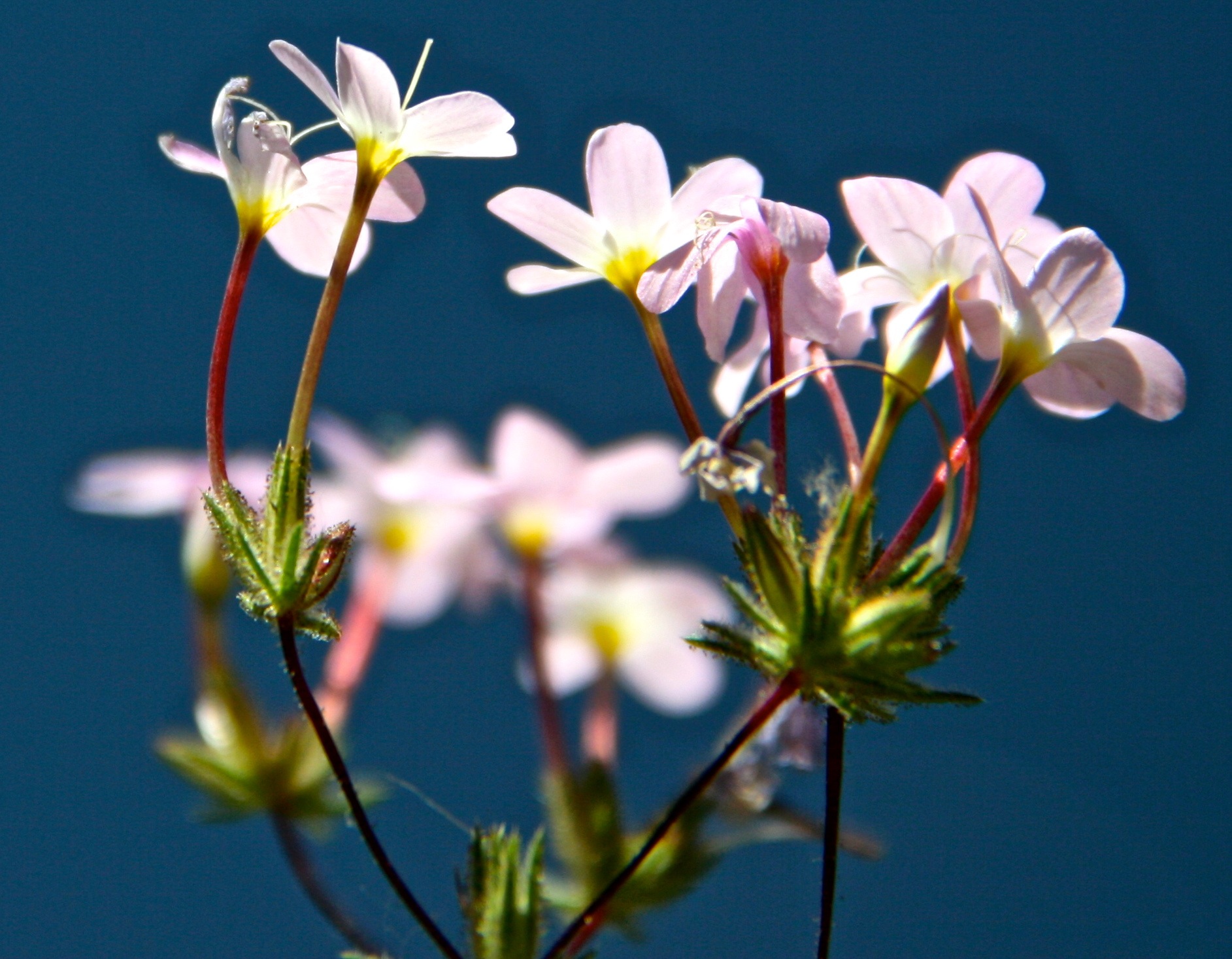 Leptosiphon breviculus flowers 3