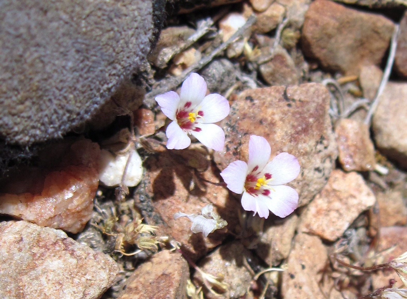 Linanthus orcuttii