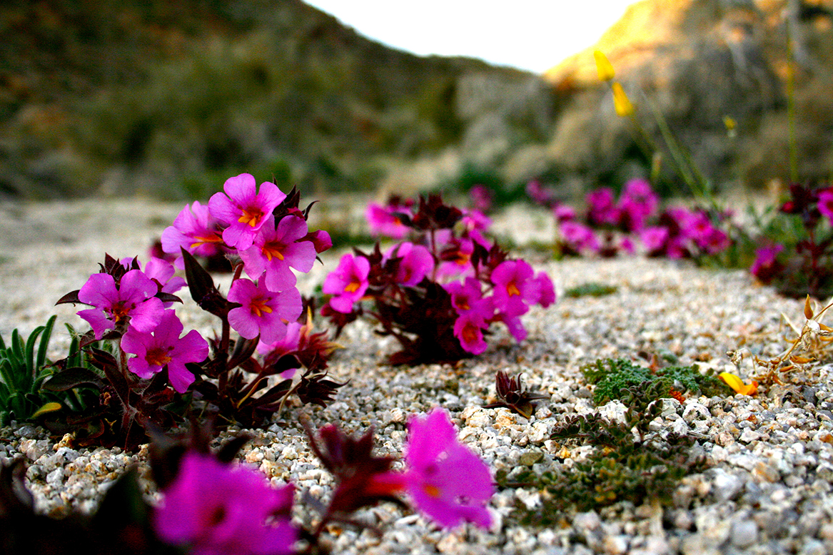 Biological Surveys & Resource Monitoring: botanical surveys