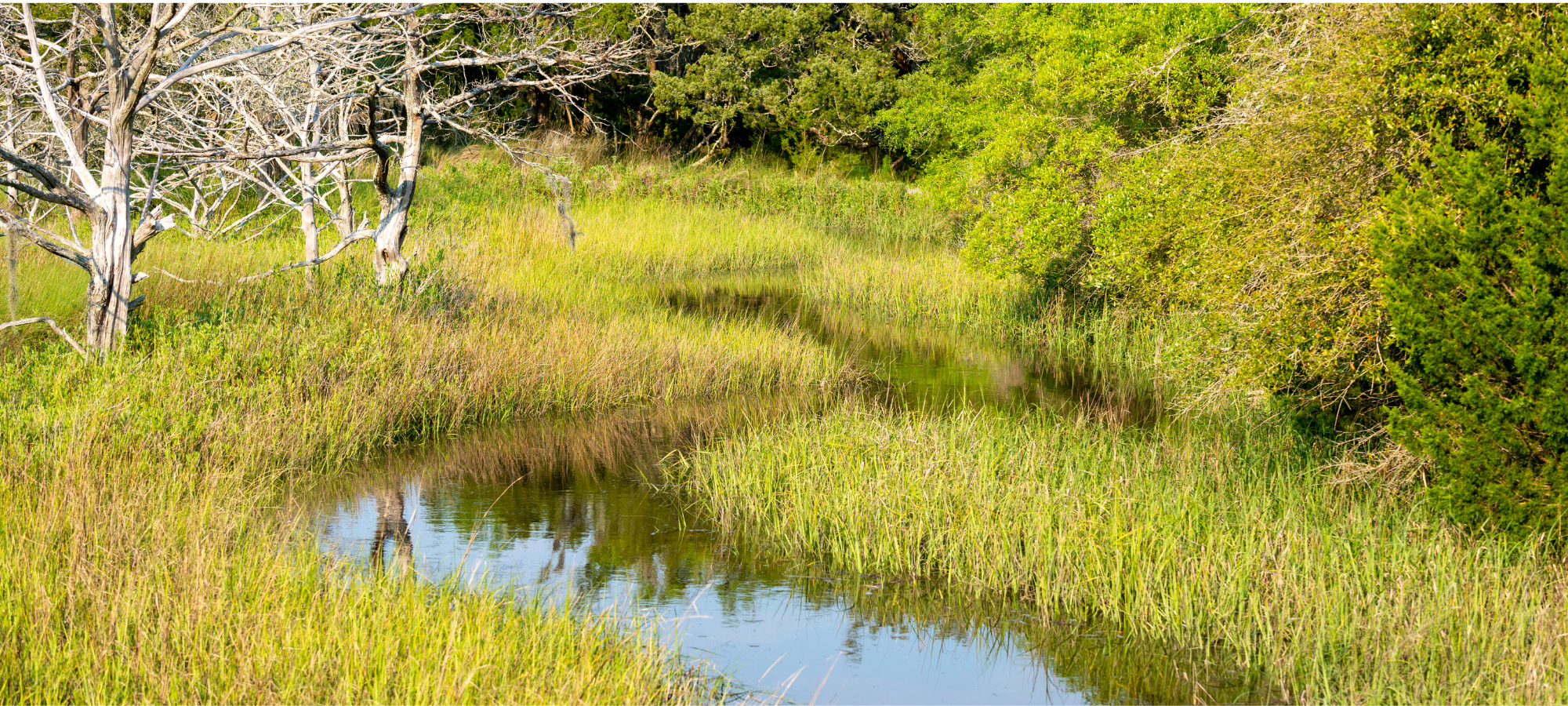 Wetland Delineation and Permitting