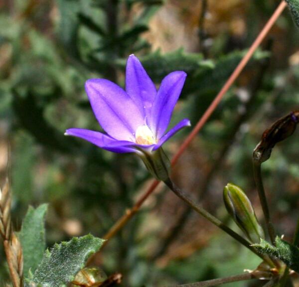 Brodiaea filifolia Brodiaea filifolia