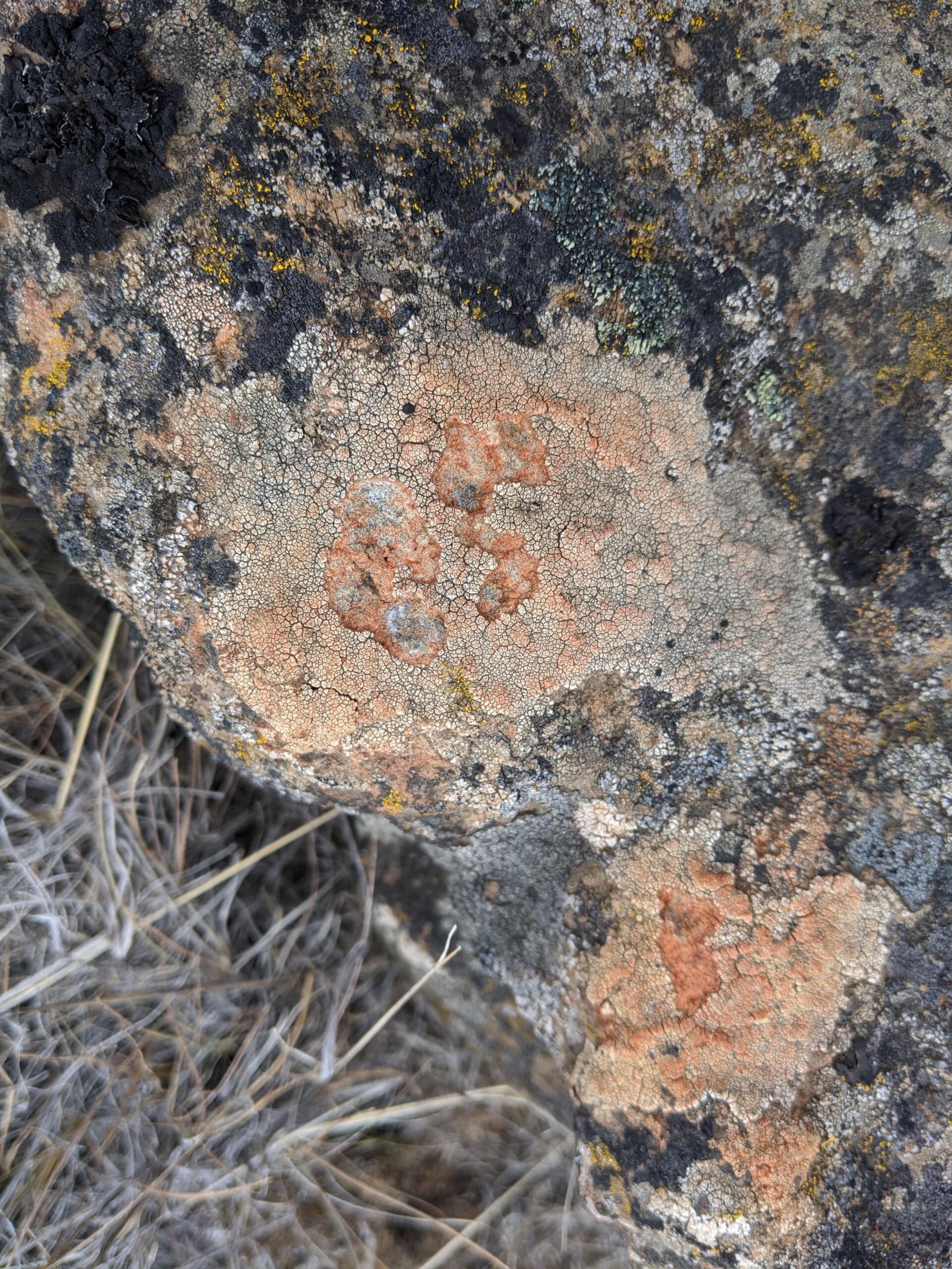 Lichen 1 Lichen 1