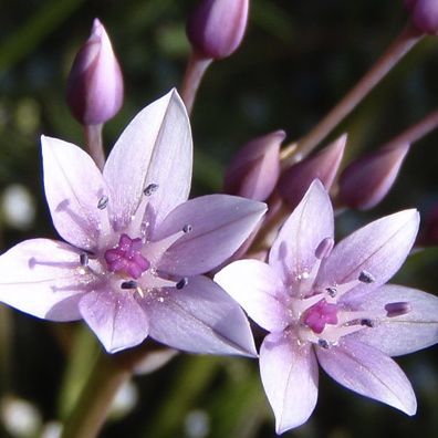 Allium