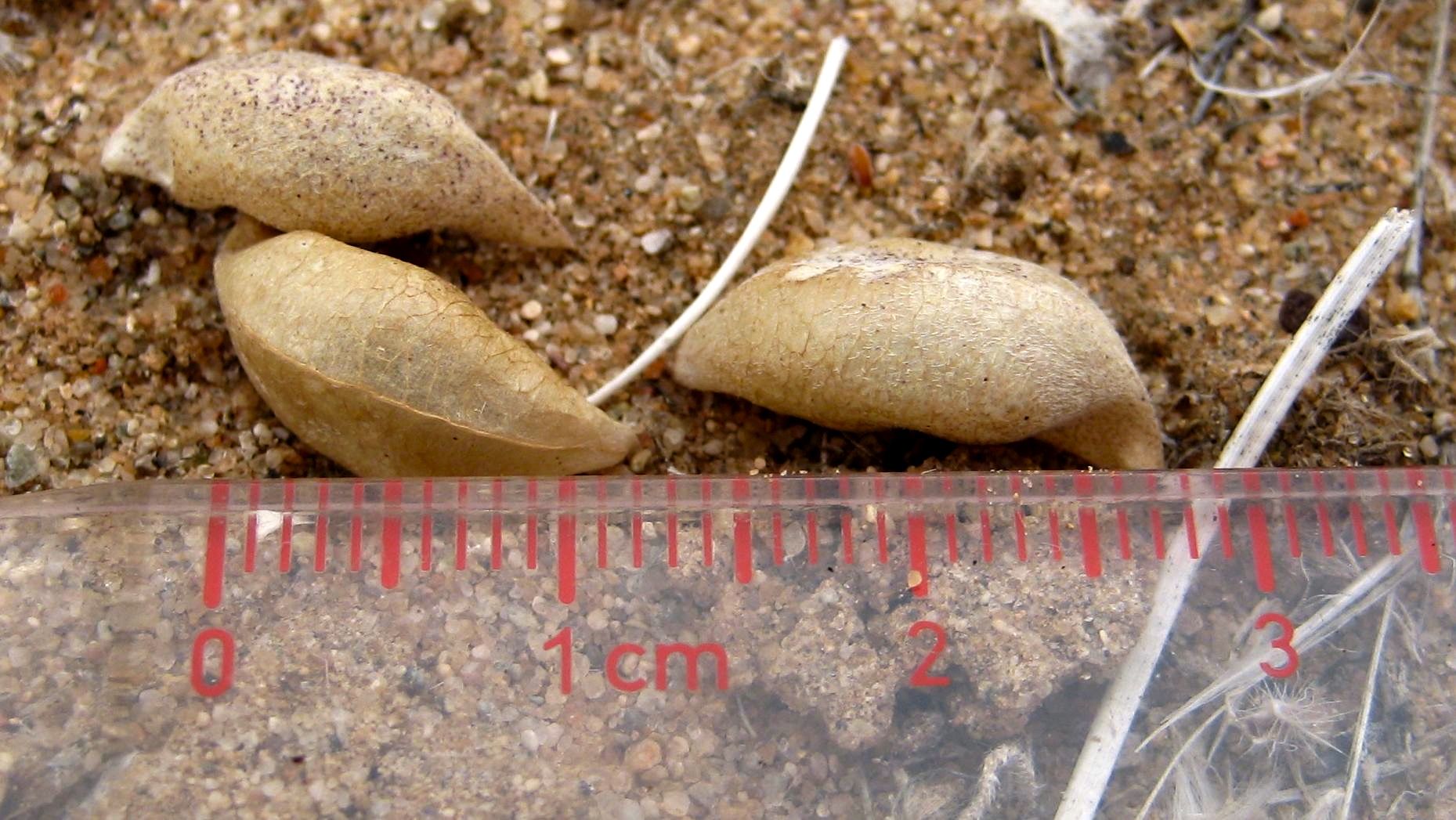 Astragalus insularis var. harwoodii seed mods measured Astragalus insularis var. harwoodii