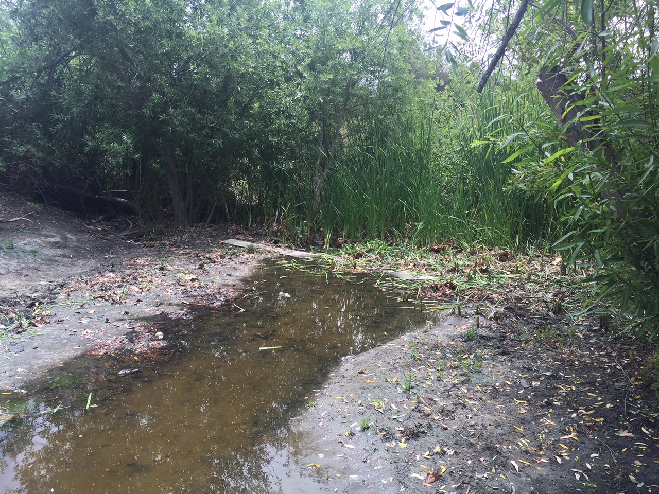BV creek May 13 2016-2