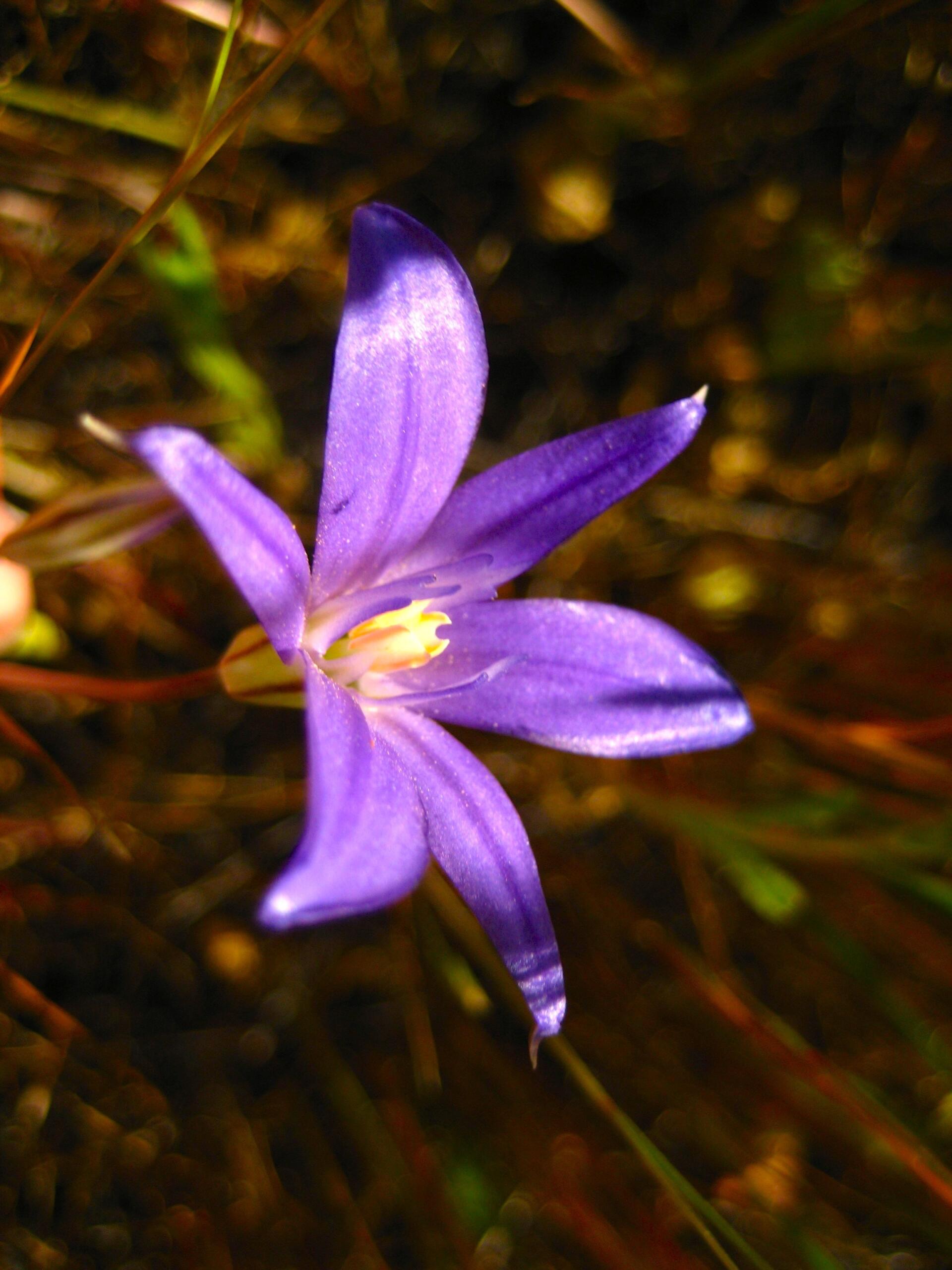 Brodiaea unknown 2