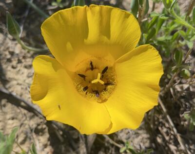 Calochortus-clavatus-var-gracilis cropped Calochortus-clavatus-var-gracilis