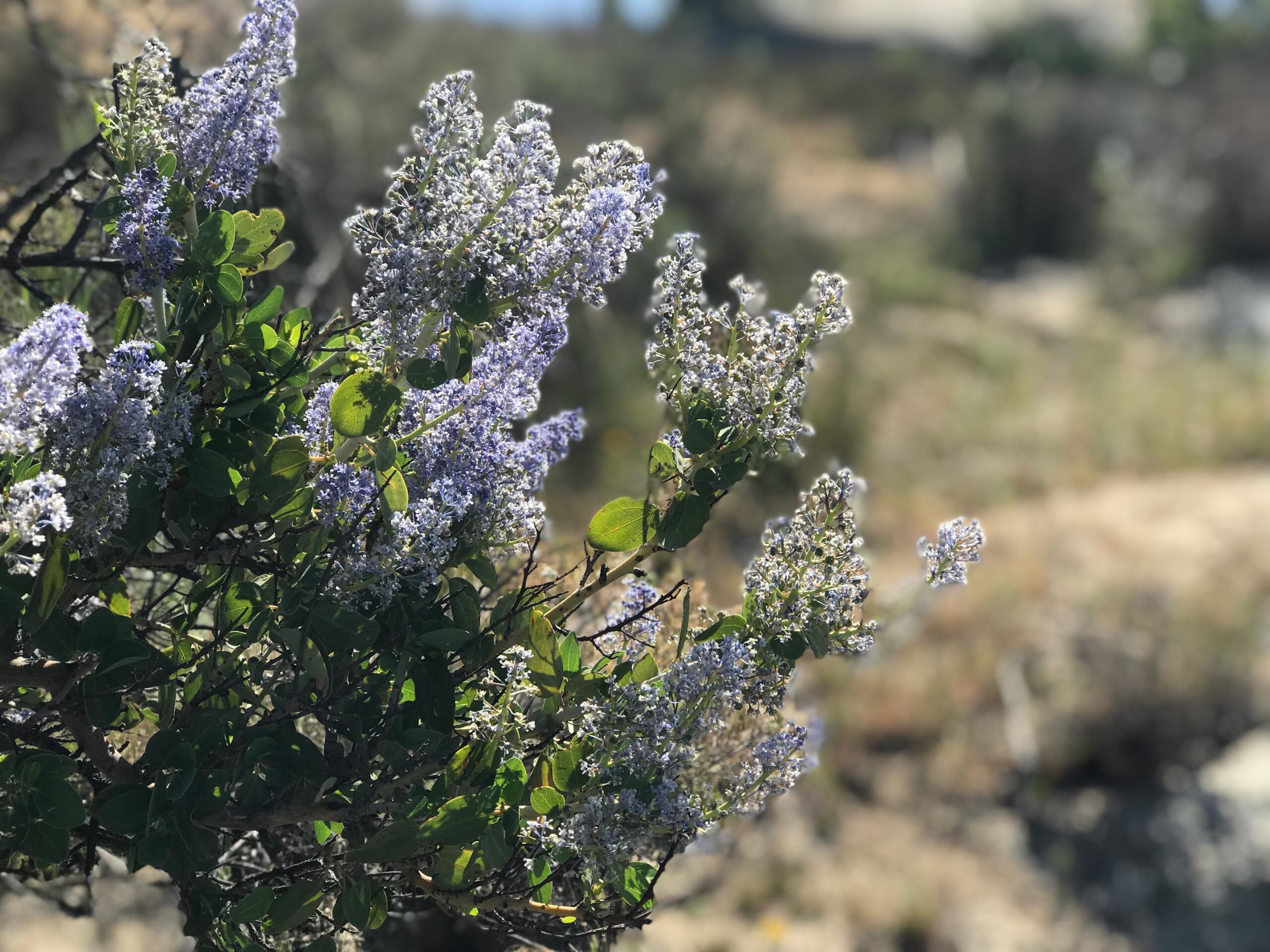 Campo QCB 2023 – 1 Ceanothus