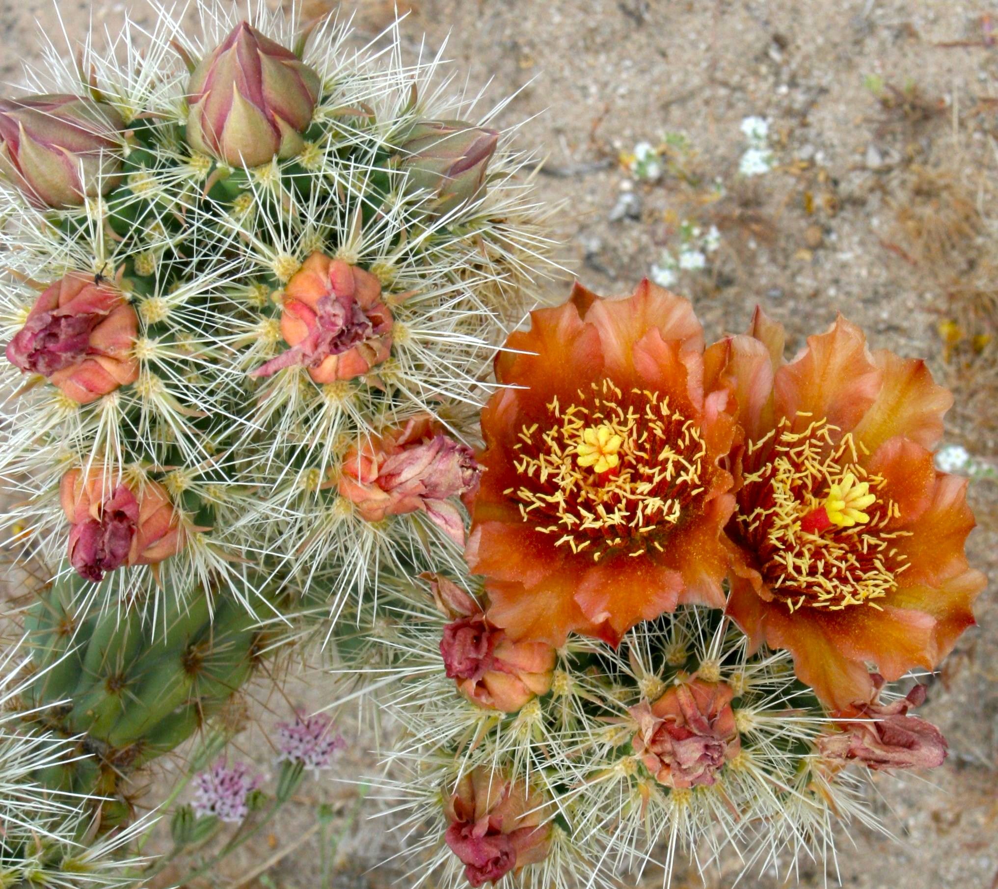 Cylindropuntia wolfii