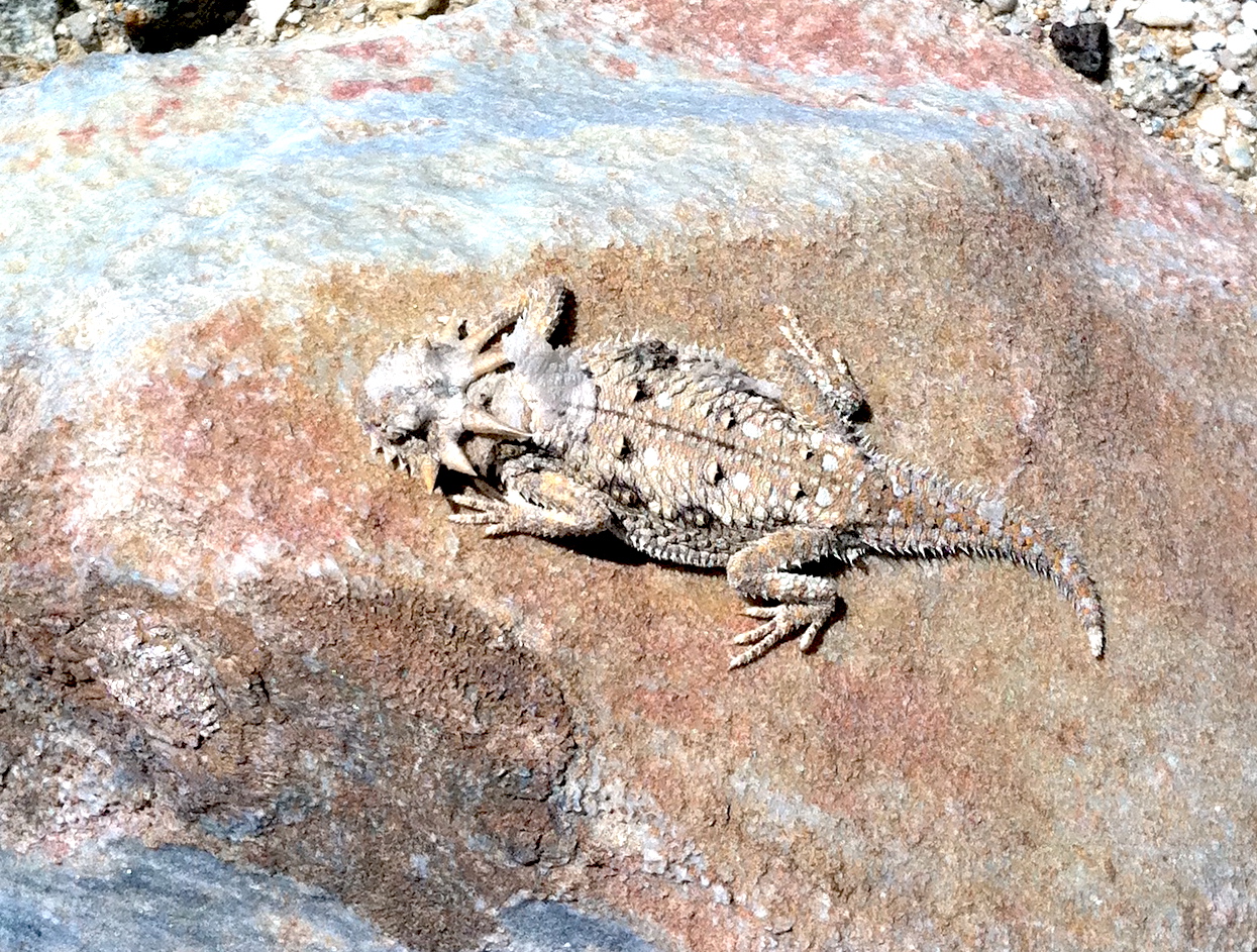 Flatty 2 flat tailed horned lizard