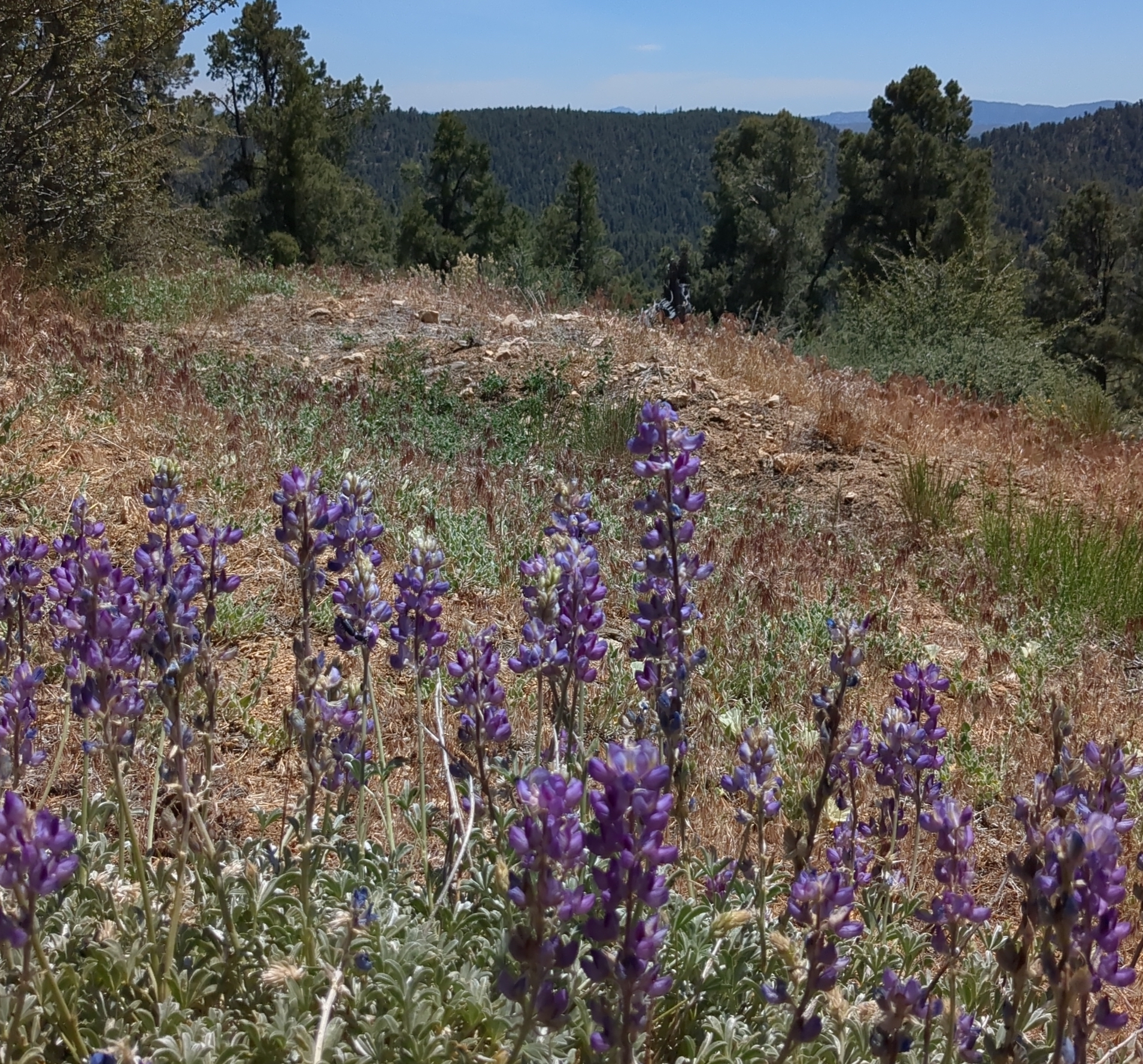 LPNF Botany