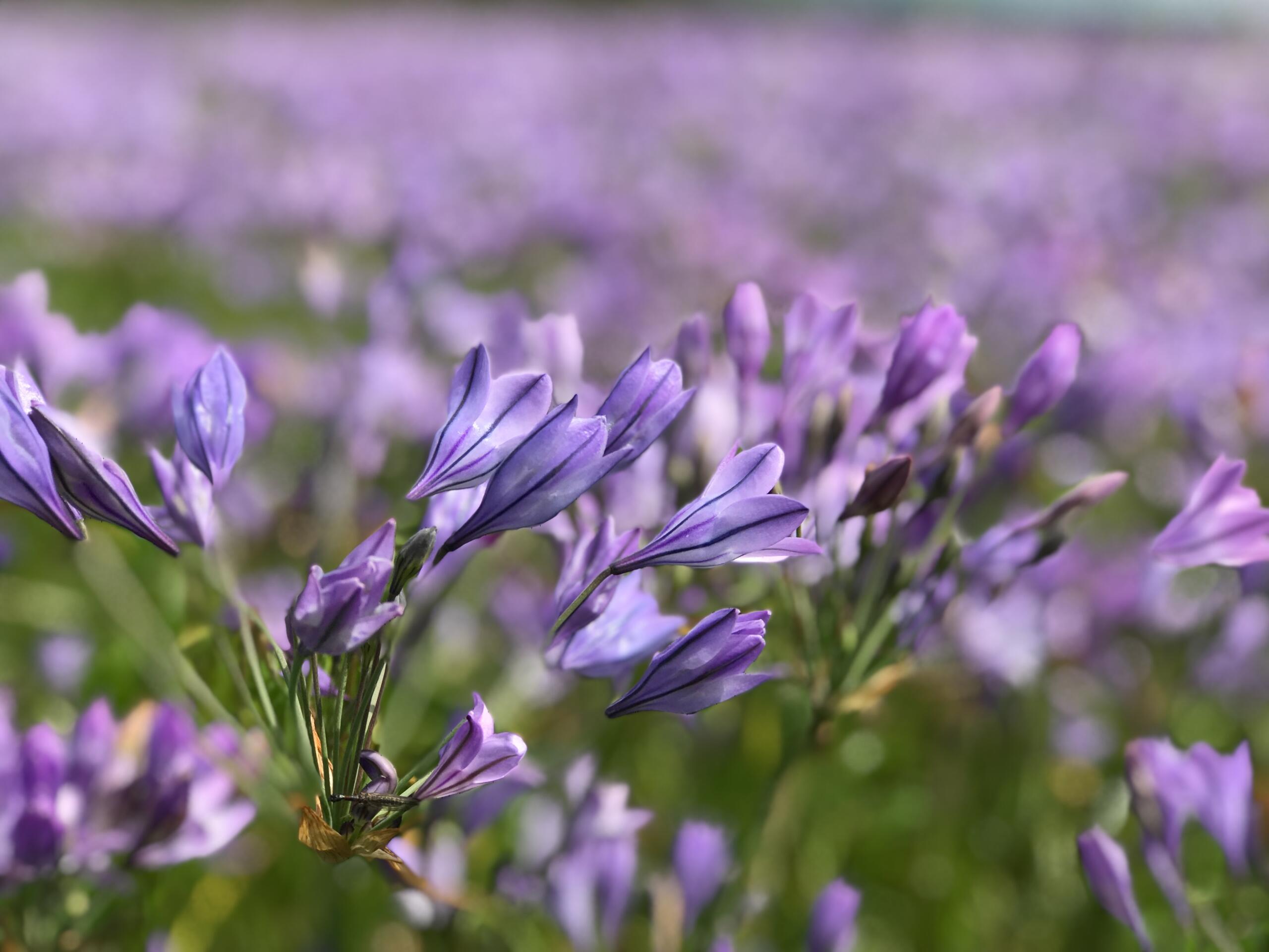 MOTCO FLOWERS – 1 Biological Surveys & Resource Monitoring