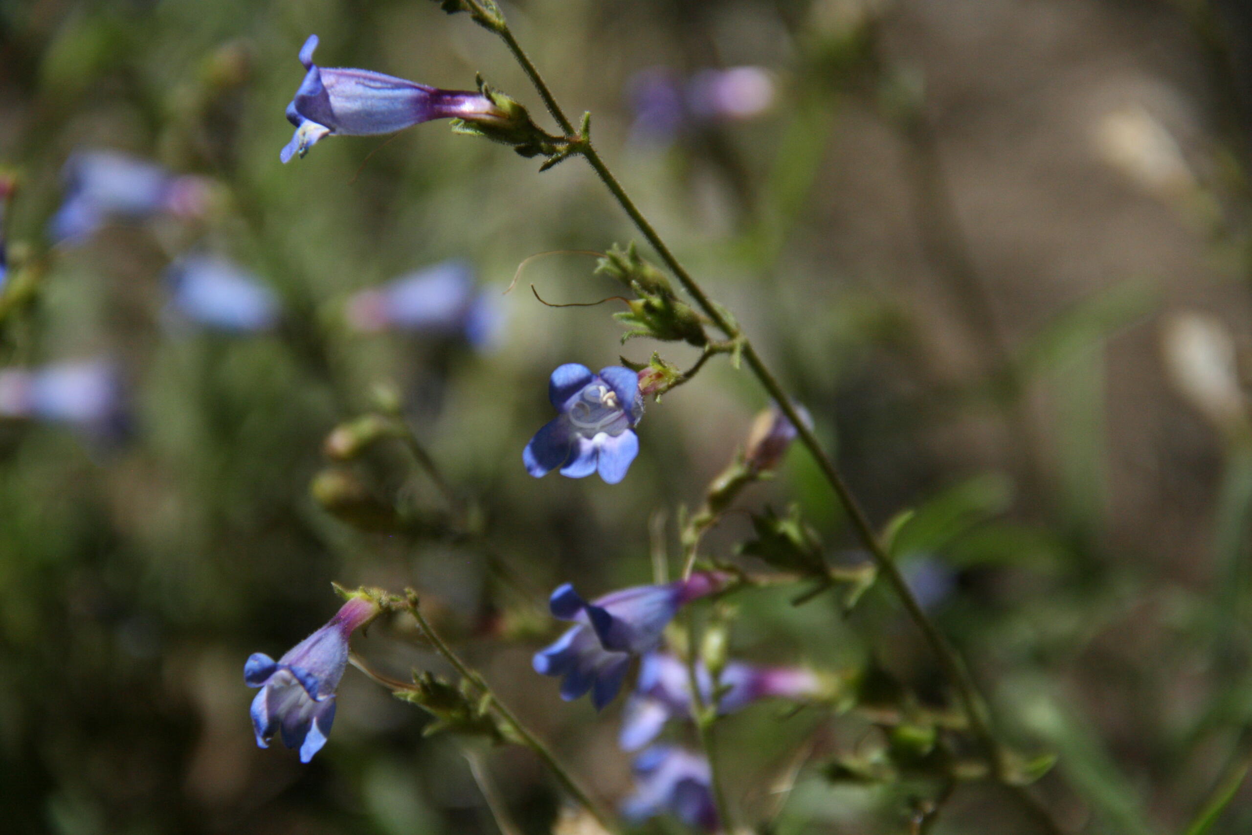 Penstemon laetus var. laetus fwrs2 Penstemon laetus var. laetus