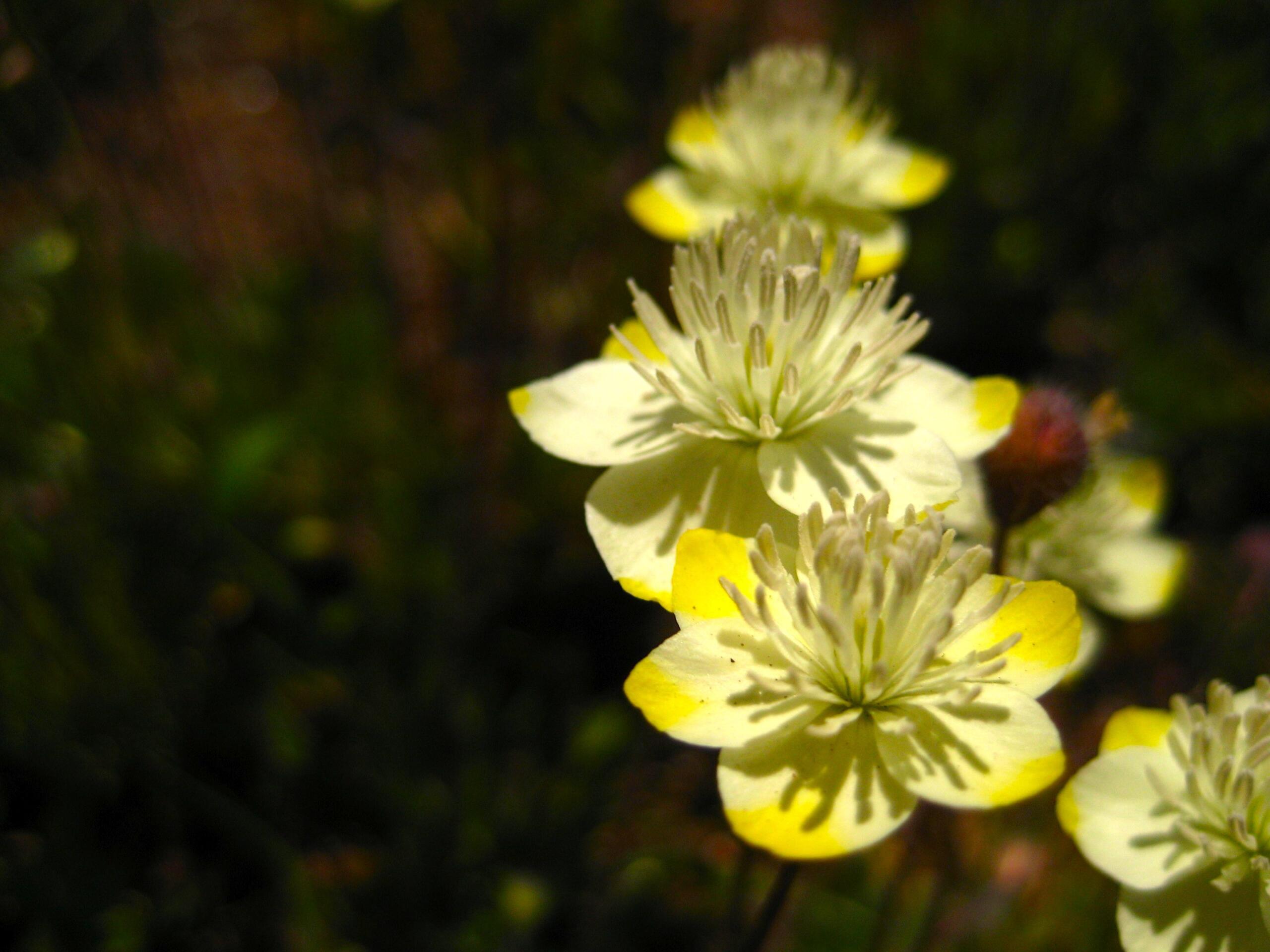 Platystemon californicus flower