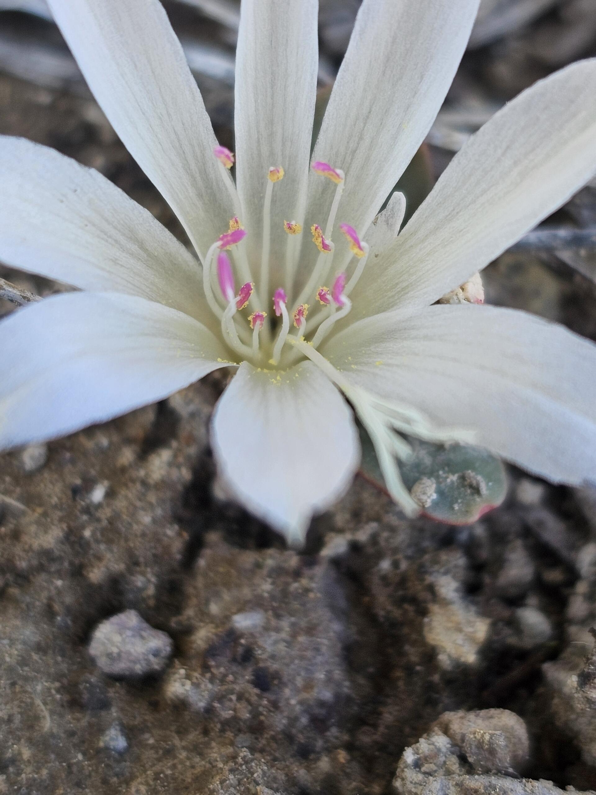 Plumas 25 Biological Surveys & Resource Monitoring