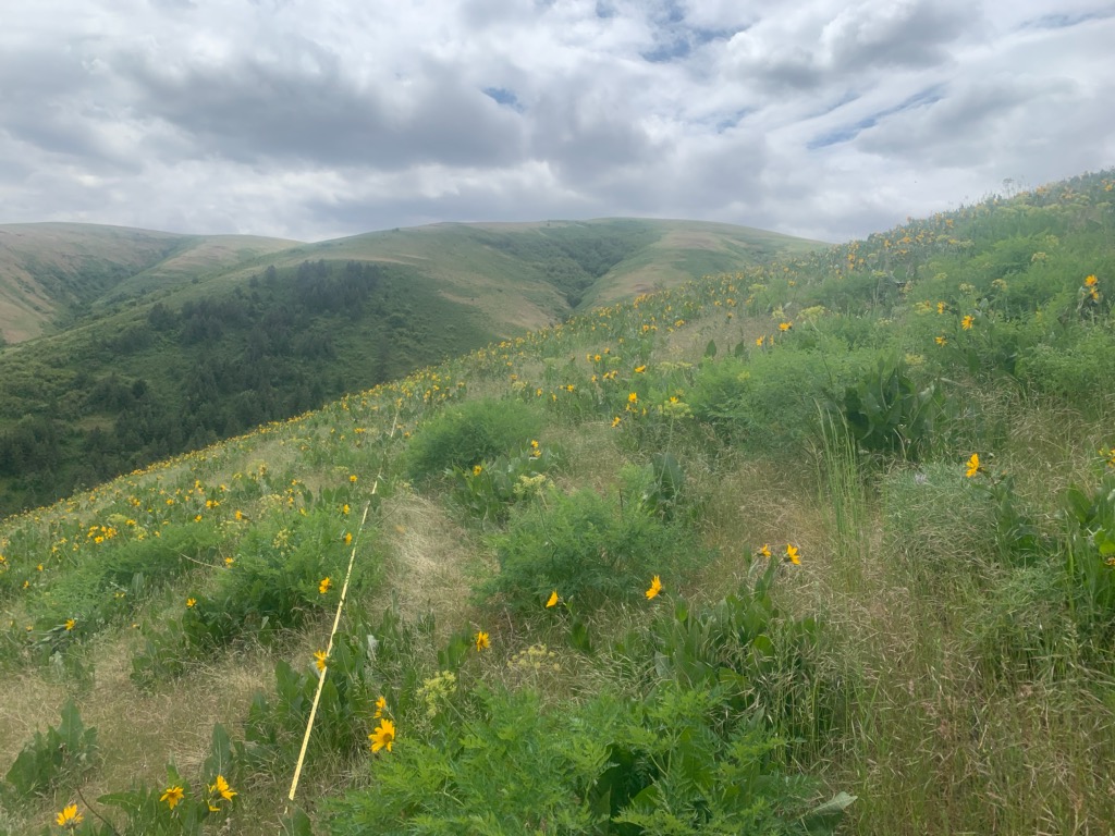 Umatilla Rangeland