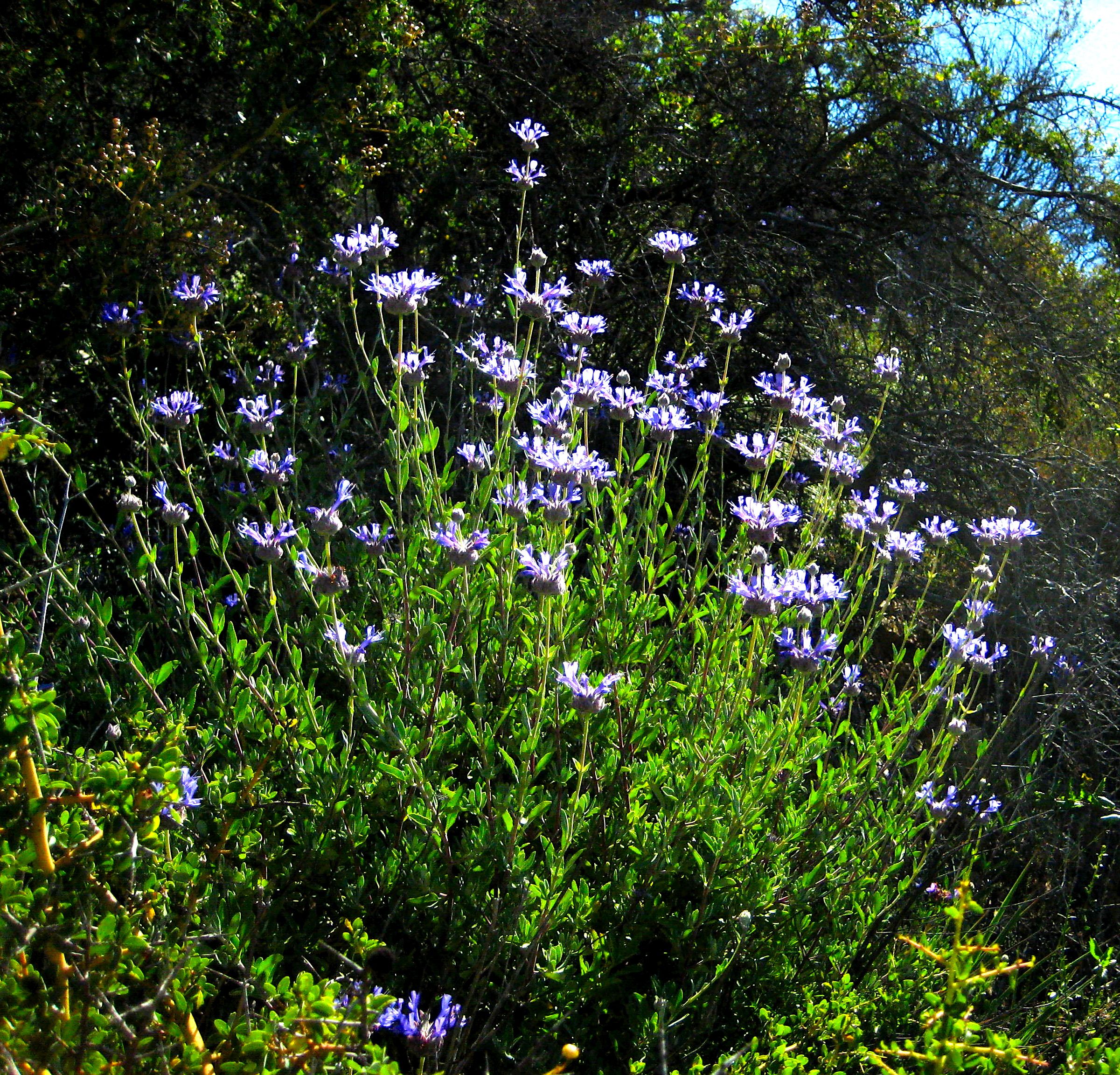 cleve sage